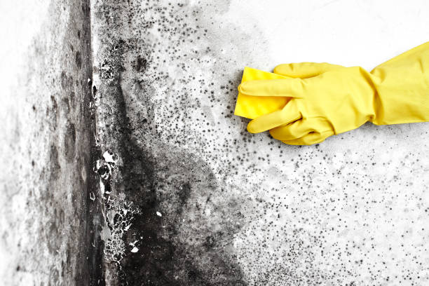 Professional Mold Removal in Denton, TX